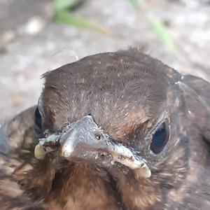 Eurasian Blackbird