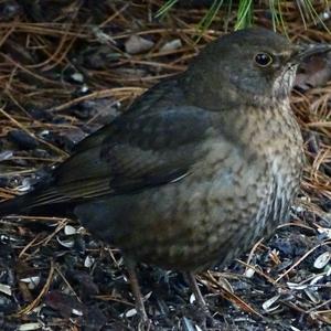 Eurasian Blackbird