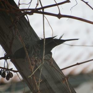 Eurasian Blackbird