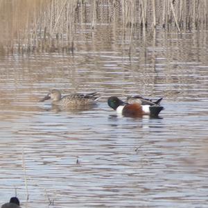 Red Shoveler