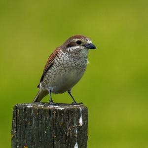 Red-backed Shrike