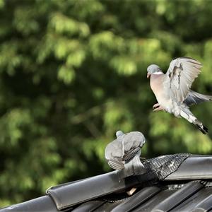 Common Wood-pigeon