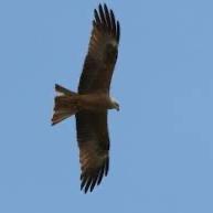 Black Kite