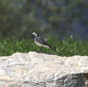 White Wagtail