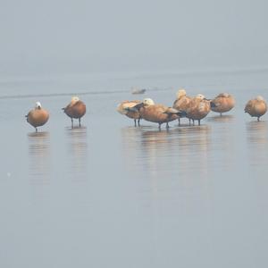 Ruddy Shelduck