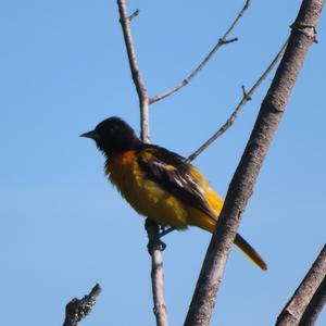 Baltimore Oriole