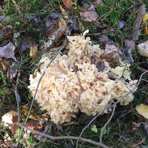 Eastern Cauliflower Mushroom