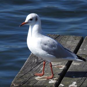 Black-headed Gull