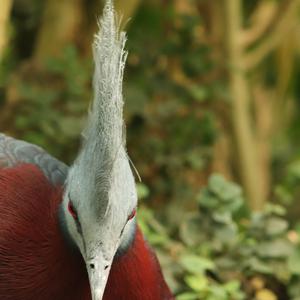 Victoria Crowned-pigeon