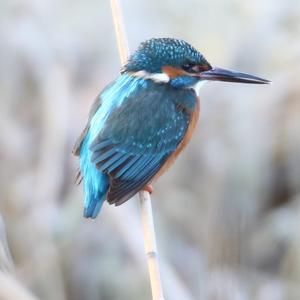 Common Kingfisher