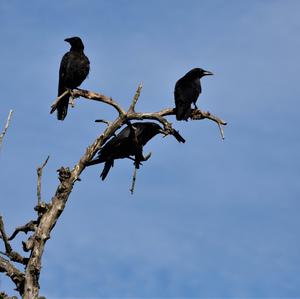 Carrion Crow