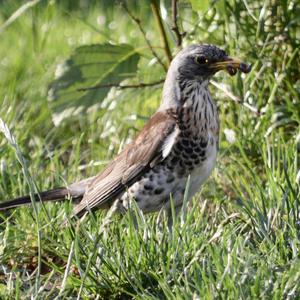 Fieldfare