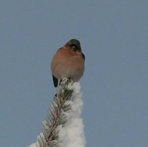 Eurasian Chaffinch