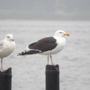 Lesser Black-backed Gull