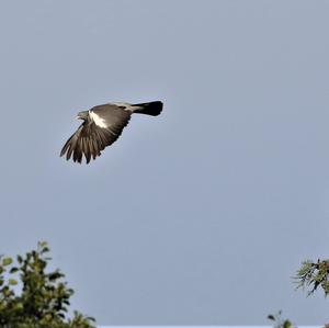 Common Wood-pigeon