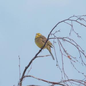 Yellowhammer