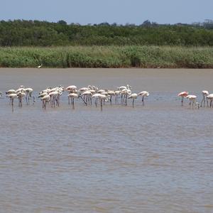 Greater Flamingo