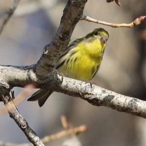 European Serin