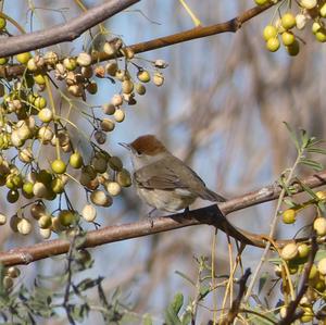 Blackcap