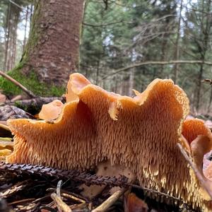 Hedgehog Fungus, Common