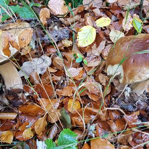 King Bolete