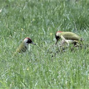 Eurasian Green Woodpecker