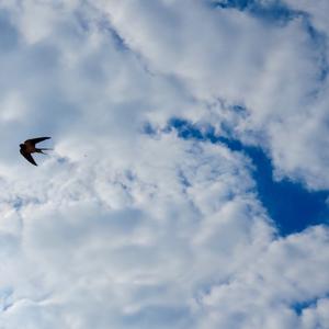 Barn Swallow