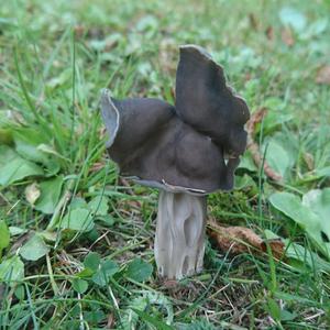 Fluted Black Helvella