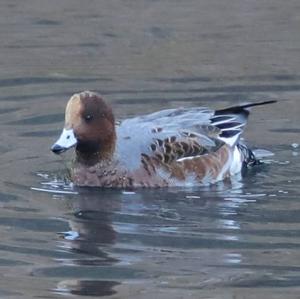 Eurasian Wigeon