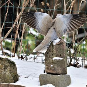 Eurasian Collared-dove