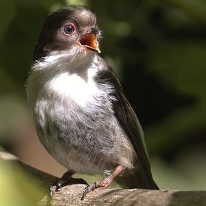 Sardinian Warbler