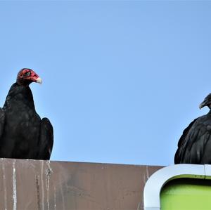 Black Vulture