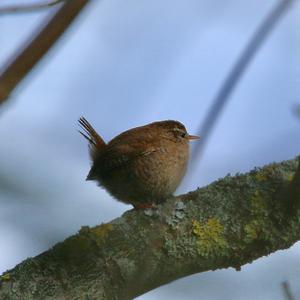 Winter Wren