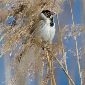 Reed Bunting