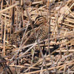 Common Snipe