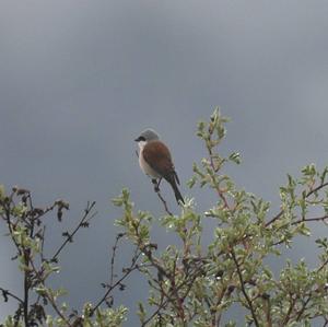 Red-backed Shrike