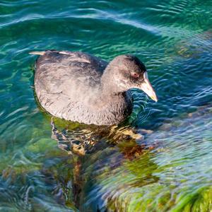 Common Coot