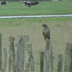 Common Buzzard