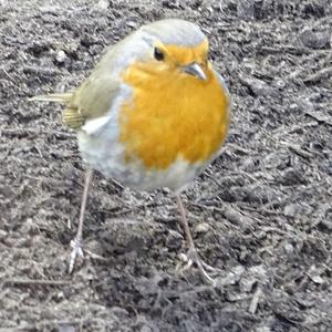 European Robin