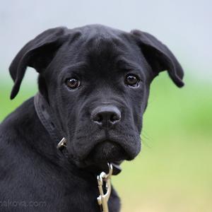 Cane Corso