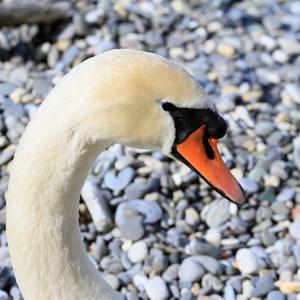 Mute Swan