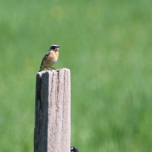 Whinchat