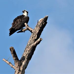 Osprey