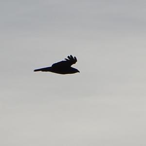 Common Buzzard