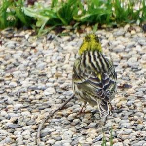 European Serin