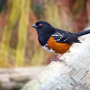 Spotted Towhee