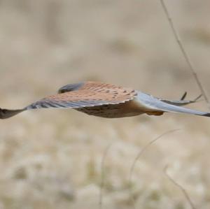 Common Kestrel