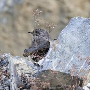 Black Redstart