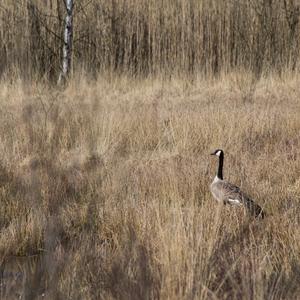 Canada Goose