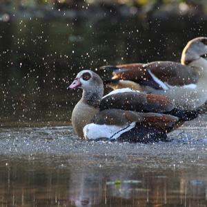 Egyptian Goose